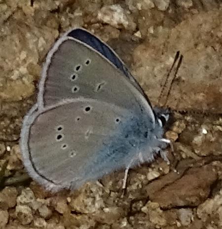 Réf. 215 595 : Cyaniris semiargus